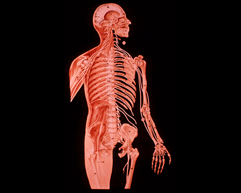 Anatomy 1 (Skeleton front)