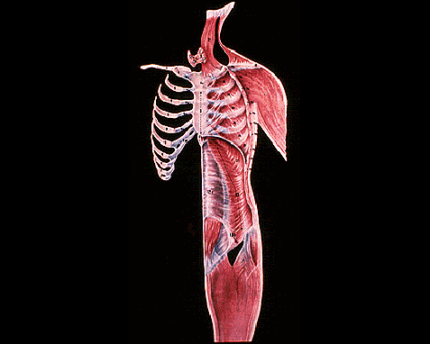 Anatomy 7 (Heart, lungs, kidneys and main blood vessels back)