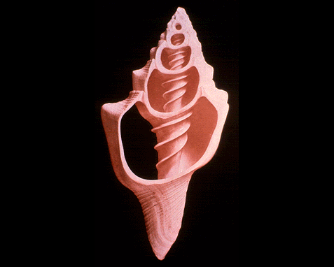 Seashell (Xancidae)